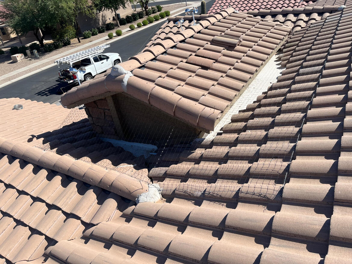 Pigeon Solutions Bird control